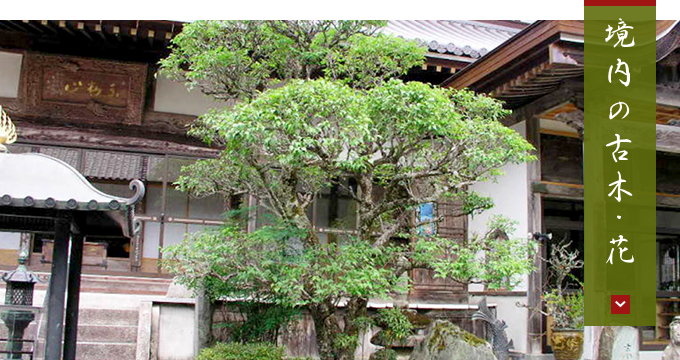 境内の古木・花